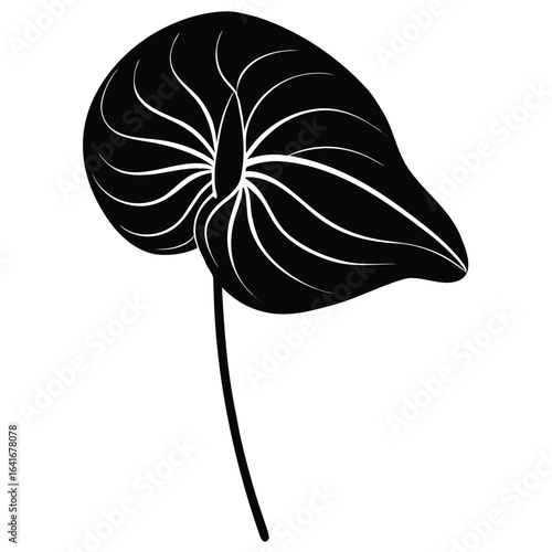 Florist element isolated anthurium flower on white background 
