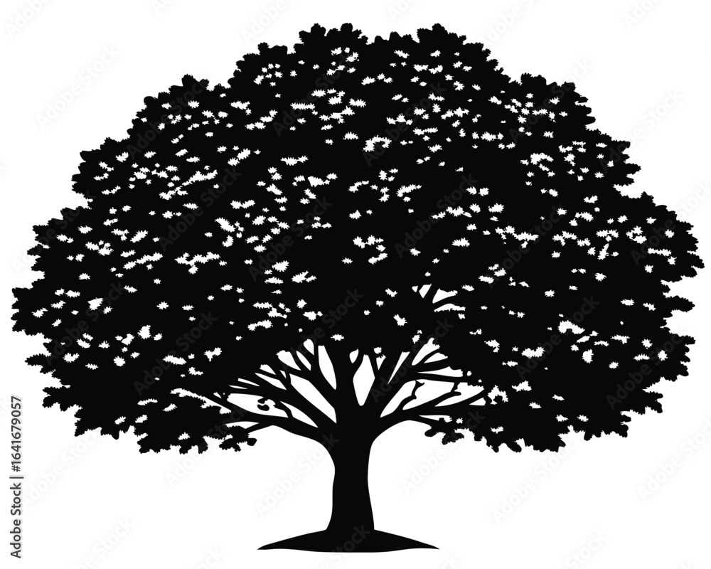 Fototapeta premium Oak Tree Silhouette