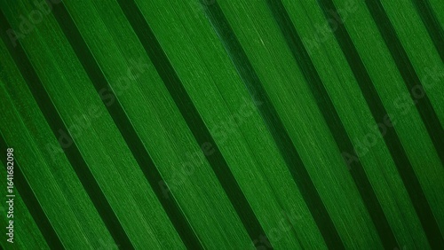 Extreme close-up of verdant...