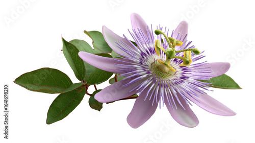 Passion Flower: a delicate, intricate passion flower showcases its vibrant hues and complex structure, a captivating display of nature's artistry.