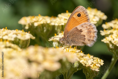 Close-up image of a Meadow Brown Butterfly (Maniola jurtina) on Achillea millefolium 'Summer Pastels'
