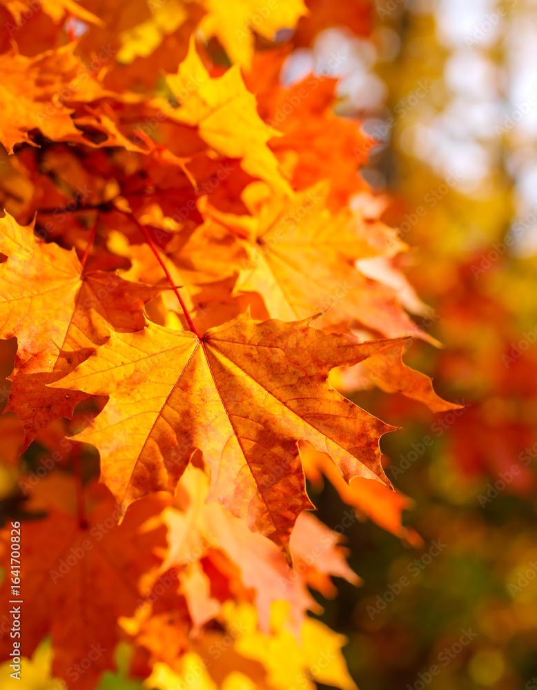 Vibrant autumn leaves (2) Vibrant autumn leaves (2)