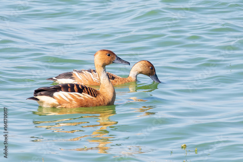 Canvas Print Breeding pair  of Fulvous Whistling Ducks, (Dendrocygna bicolor) Strandfontein