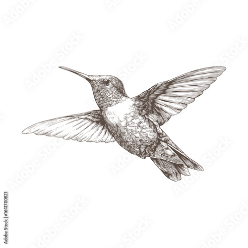 Hummingbird with spread wings sketch vector.