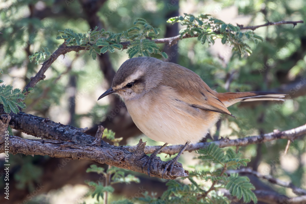 Obraz premium Kalahari Scrub Robin, Kalahari Scrub-robin (Cercotrichas paena) in Acacia woodland, Mokala National Park, near Kimberley, South Africa