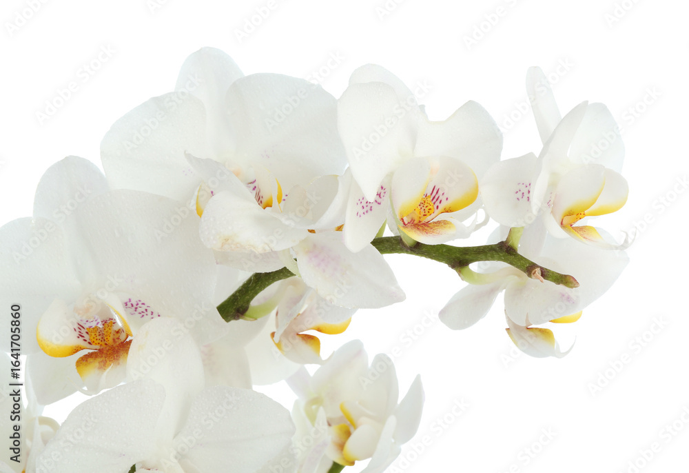 Obraz premium Beautiful orchid flower with water drops isolated on white