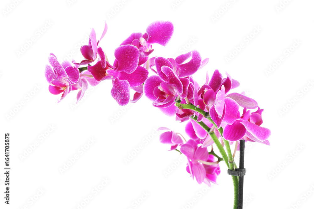 Obraz premium Beautiful orchid flower with water drops isolated on white