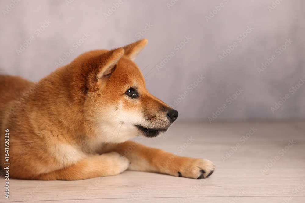 Cute Shiba Inu puppy on floor near grey wall, space for text Cute Shiba Inu puppy on floor near grey wall, space for text