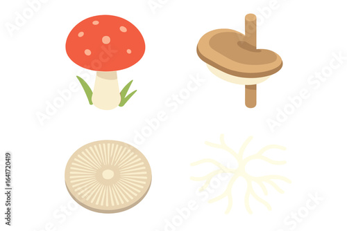 Forest fungi vector icons. Isometric flat design set of mycorrhizae, mushroom cap with gills, bracket fungus, spore print, and mycelium. Mycology illustration.
