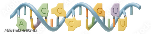 Enhancer RNA transcript with specific nucleotide sequence