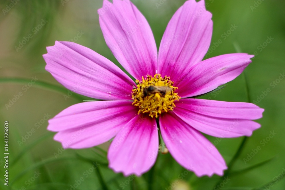 pink cosmos flower in the garden pink cosmos flower in the garden