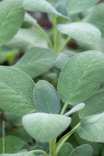 Garden sage, Salvia officinalis, is a medicinal plant used in cooking.