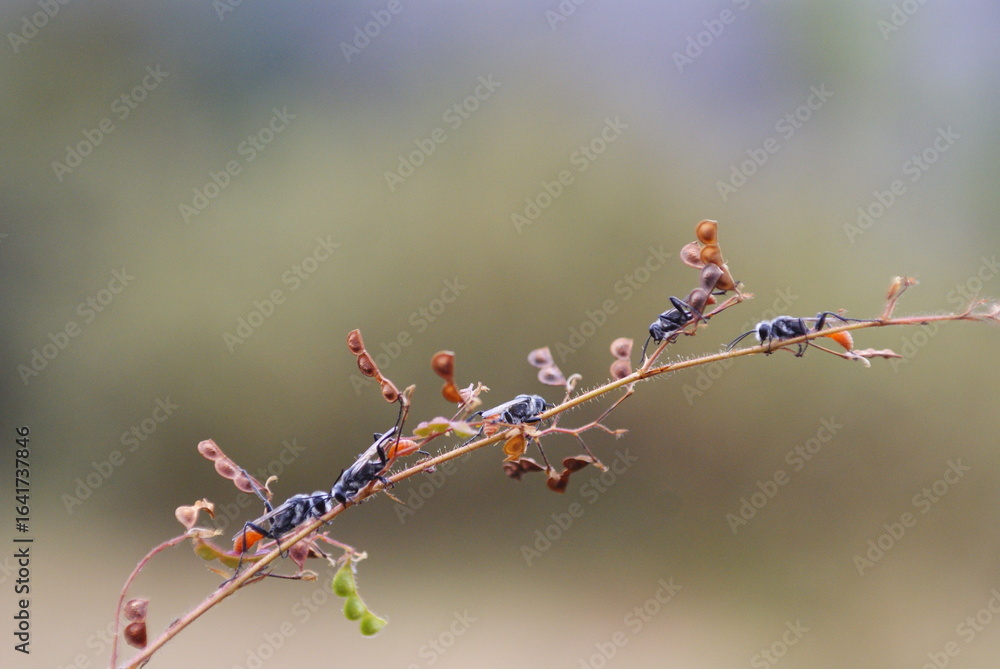 Fototapeta premium Close-up of two black wasps on a plant stem, showing detailed texture and interaction, captured in natural outdoor setting with soft background.