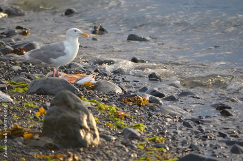 Seagull