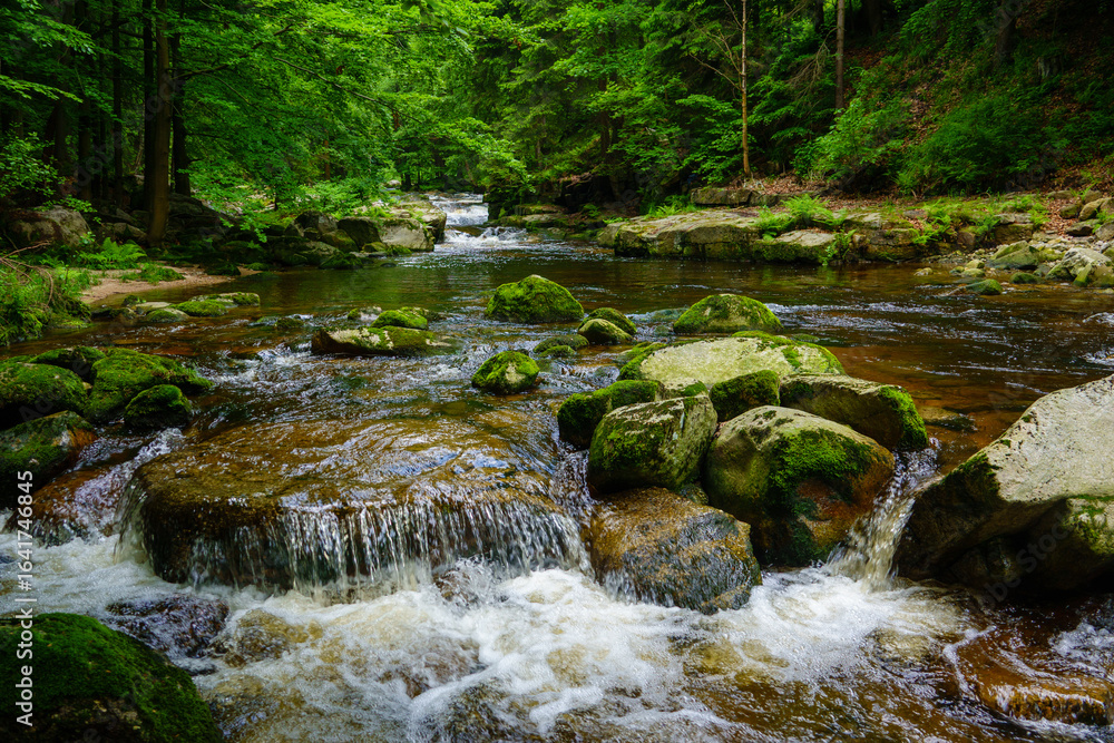 Obraz premium Mountain river cascades over mossy rocks in a green forest