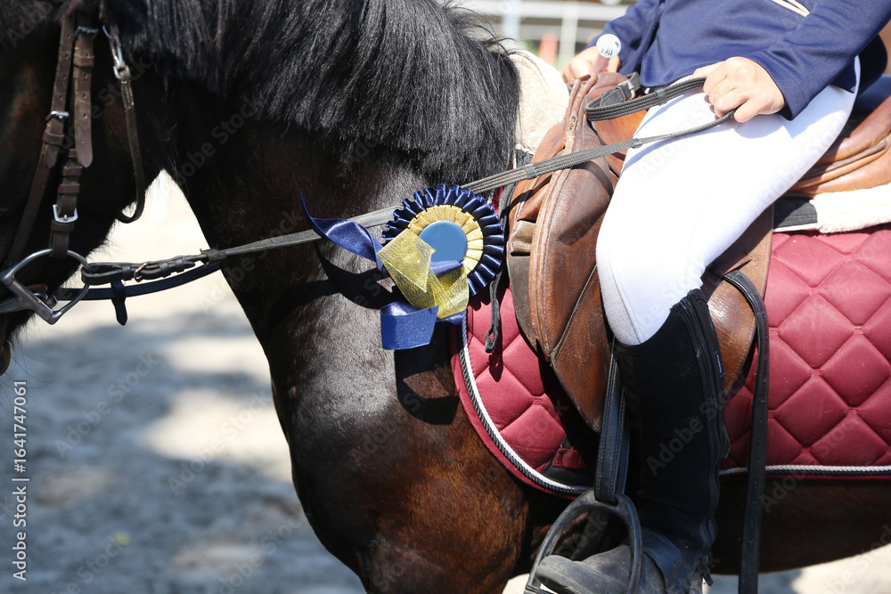Obraz premium Head shot closeup of a beautiful award winner racehorse. Purebred show jumper horse canter on the race course after race. award winning racehorse wearing colorful ribbon rosette