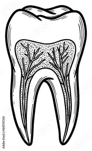 Detailed Human Tooth with Root Anatomy Vintage Black and White Outline Line Art Drawing