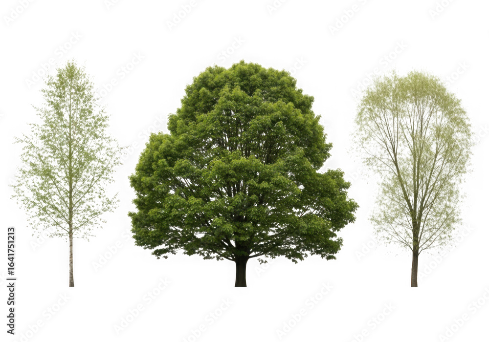 Fototapeta premium Three distinct trees with lush green foliage against a black background