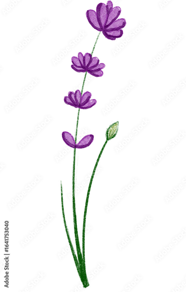 Obraz premium violet flower isolated on white background