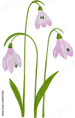 purple orchid flower