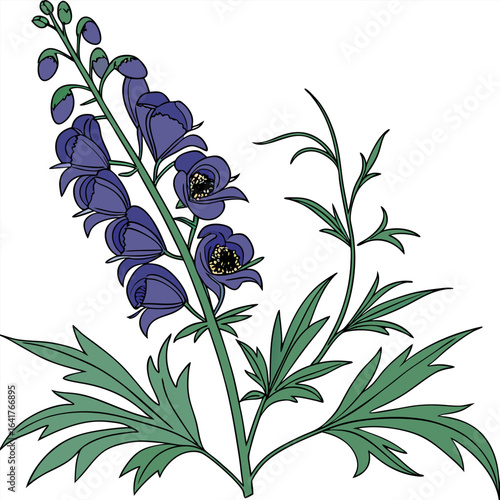 black and white aconitum napellus