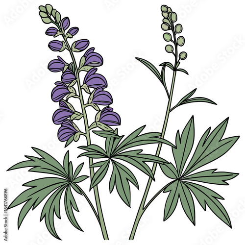 branch of aconitum napellus