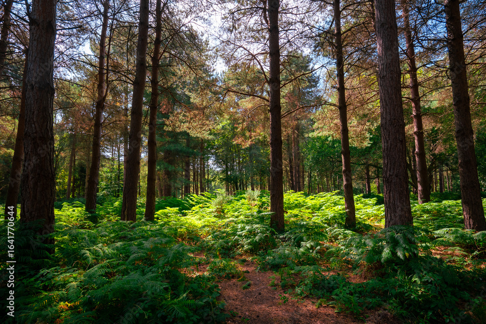 Obraz premium Sherwood Forest - Robin Hood country