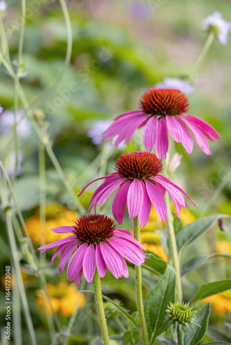 Group of three light-purple coneflowers in bloom (Echinacea purpurea).