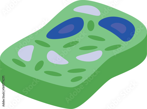 Plant cell structure showing organelles like nucleus, vacuoles and chloroplasts performing photosynthesis