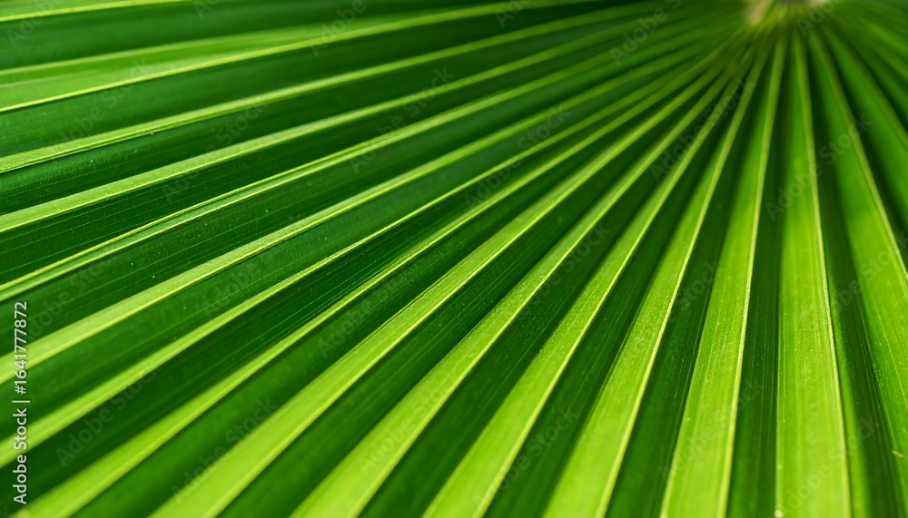 Fototapeta premium Vibrant palm leaf veins