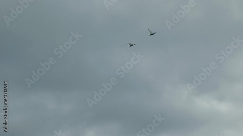 Wallpaper Mural Flock of birds flying across cloudy sky in slow motion Torontodigital.ca