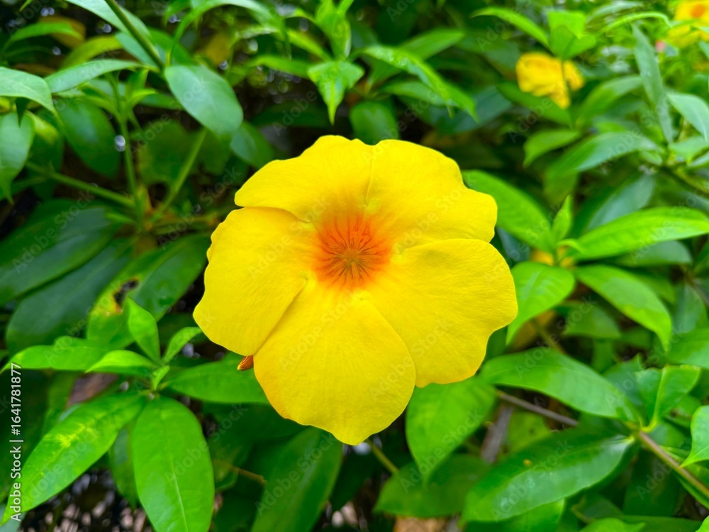Vibrant allamanda flower with orange center blooms amidst lush green foliage creating a beautiful contrast Vibrant allamanda flower with orange center blooms amidst lush green foliage creating a beautiful contrast