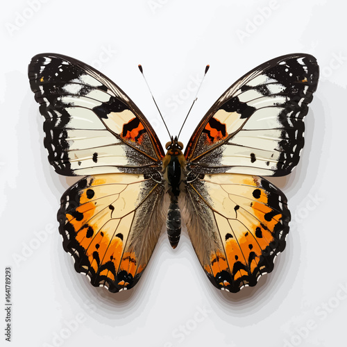 A detailed top-down view shows a symmetrical butterfly with vibrant orange, black, white and cream patterns on its wings