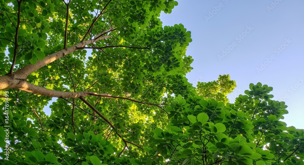 Fototapeta premium Green Canopy Against a Blue Sky: A Tranquil Nature Scene Showcasing Lush Foliage and Serene Light