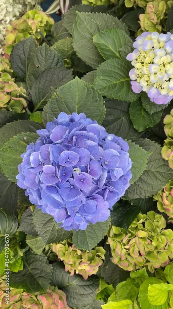 Hydrangea flowers in vibrant bloom with lush green leaves creating a colorful floral background Hydrangea flowers in vibrant bloom with lush green leaves creating a colorful floral background