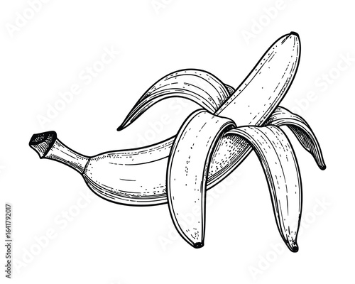 Peeled Banana Vector Illustration Tropical Fruit Open Skin Fresh Food Graphic Design