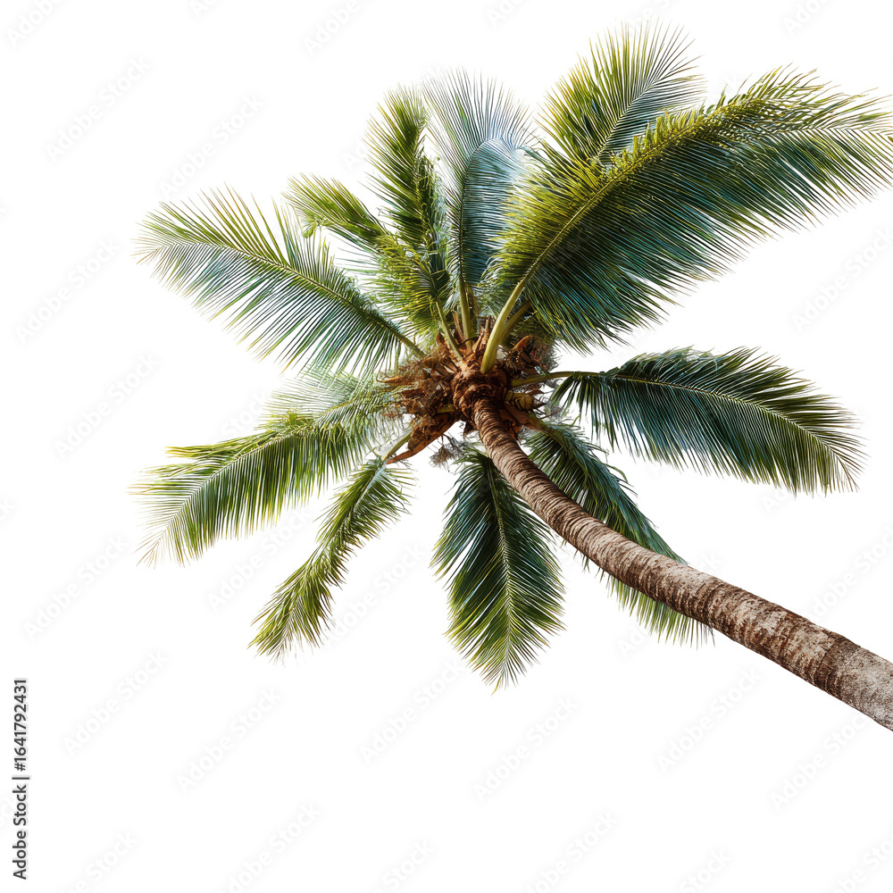 Obraz premium Tropical Palm Tree from Below