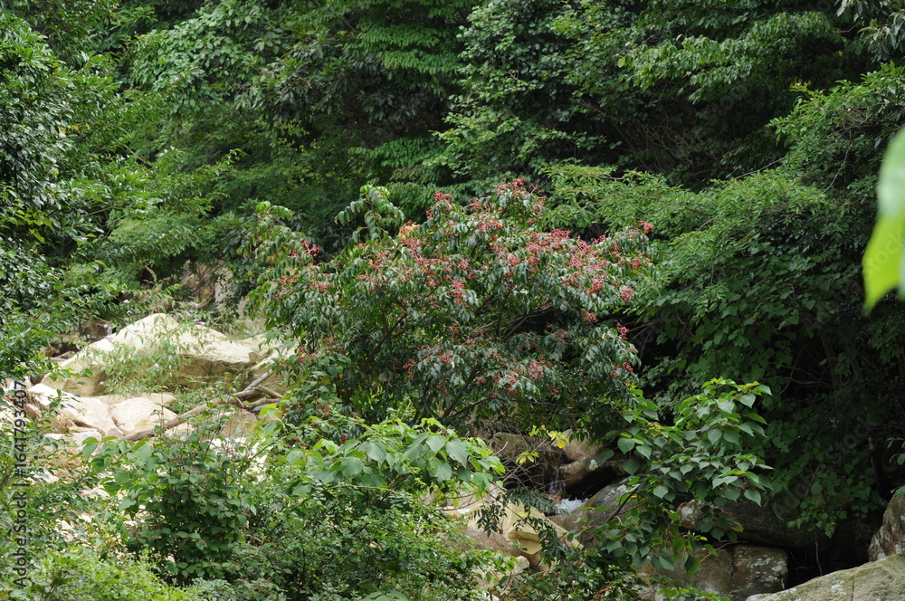 Naklejka premium Euscaphis japonica (Thunb.) Kanitz (Mal-o-jum-dde) full tree view in natural habitat with ornamental and medicinal value. Photographed in Korea.