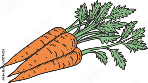 carrots vector illustration