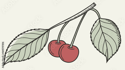 cherry vector illustration