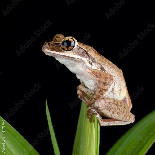 Small frog perched on a leaf