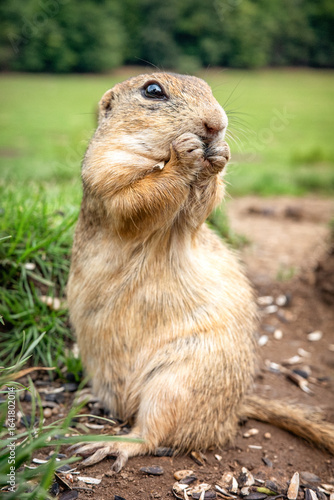 European ground squirrel eating food. Cute animal