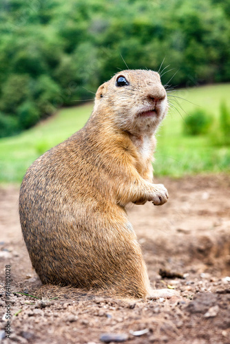 Portrait of European ground squirrel Spermophilus