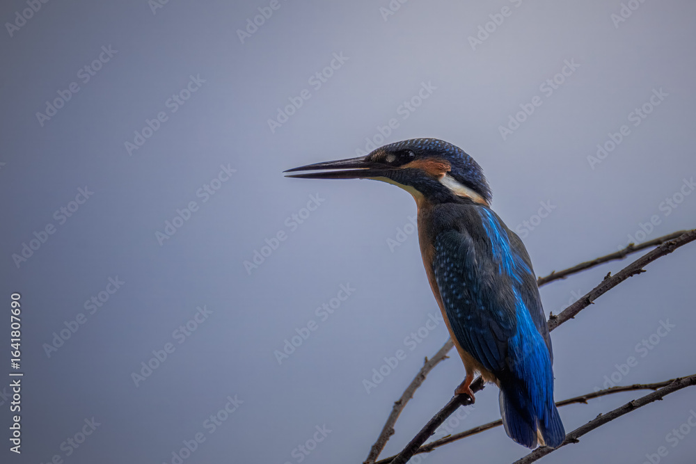 Fototapeta premium Close-up of an adult Common kingfisher perched on a thin branch perpendicular to the camera lens against a blue-grey sky on a cloudy summer day. 