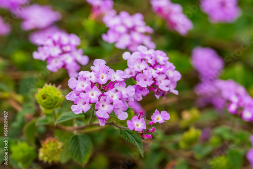 Wallpaper Mural Lantana Morada, Banderita Española, Siete Colores. Torontodigital.ca