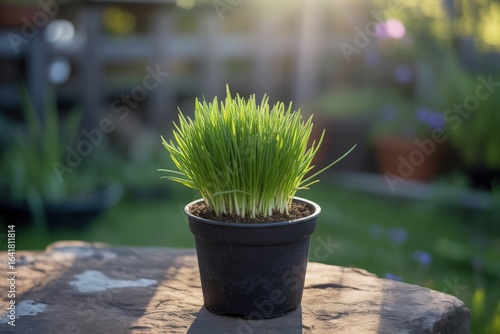 Vibrant green wheatgrass growing in a black pot outdoors