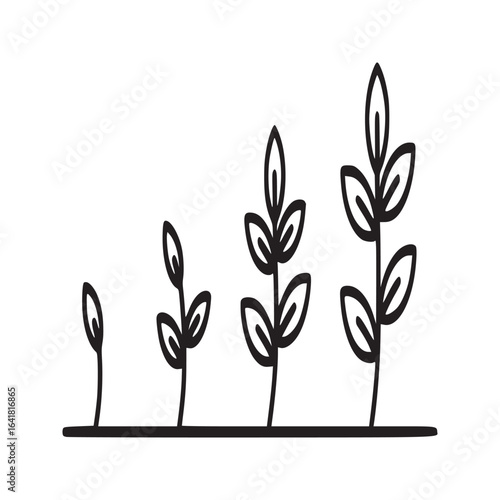 Line drawing depicting the stages of plant growth from seed to mature plant on a white background