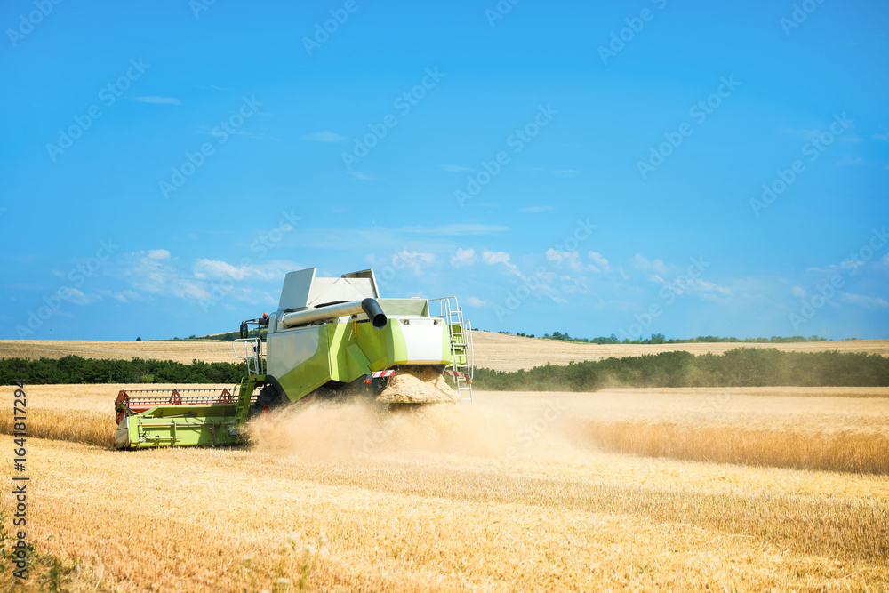 Fototapeta premium Modern combine harvester working in wheat field