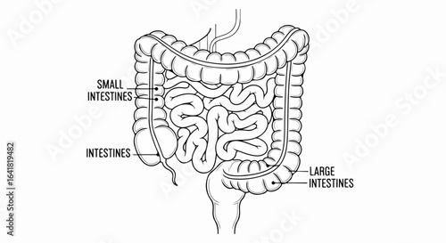 Detailed Black and White Diagram of Human Intestines Anatomy Illustration