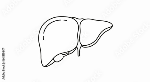 Liver Anatomy Outline: Human Organ Illustration in Black and White